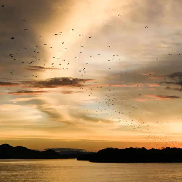 Kalong Island on Komodo National Park | Labuan Bajo VIP