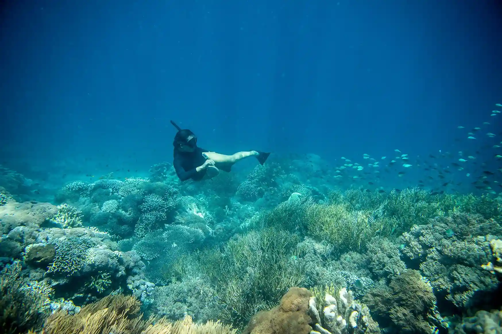 Snorkeling Activity | Komodo Tour | Labuan Bajo VIP